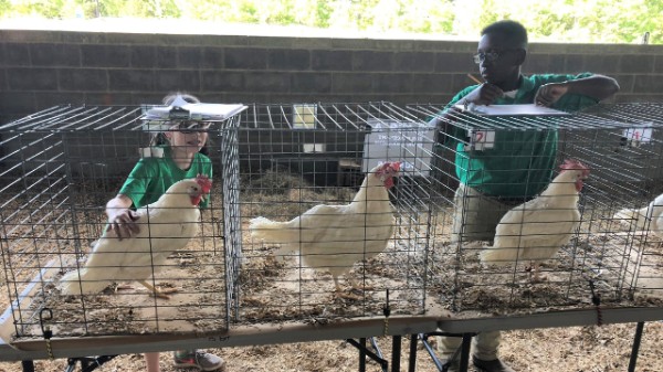 Poultry Judging | Oconee County